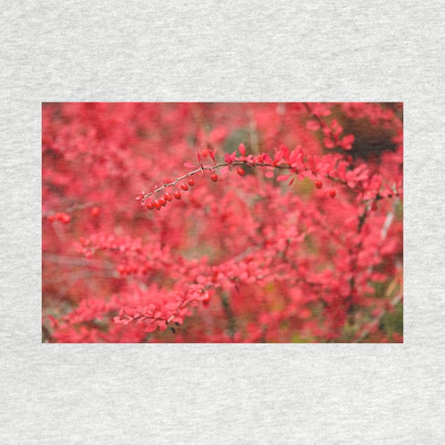 Close-up of red barberry in autumn by Juhku